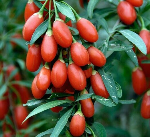 Goji Berry Seeds ~Lycium barbarum~ Himalayan Wolfberry, Chinese Matrimon... - $4.46+