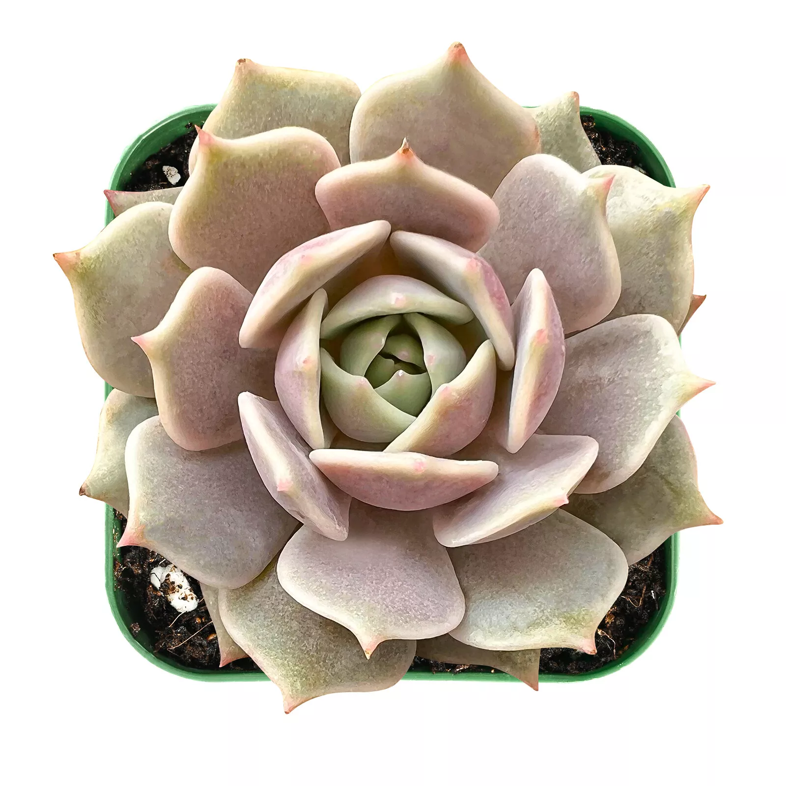 Live Rare Echeveria Lola Succulent Plant Fully Rooted in 2&#39;&#39; Plastic Pla... - $26.00