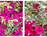 Raspberry Ice Bougainvillea Small Well Rooted Starter Plant - $44.93