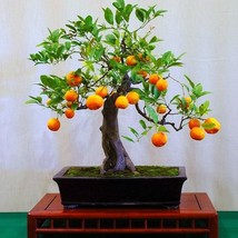 Flying Dragon Poncirus citrus trifoliata 10 seeds cold hardy citrus miniature tr - $19.68