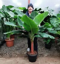 Item image 1 image 1