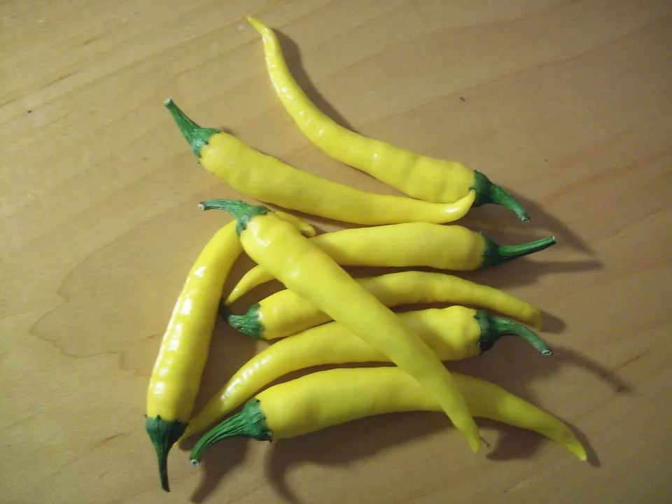 Semilir Yellow Cayenne Hot Pepper Seeds 50 Rare Supplier - $9.56