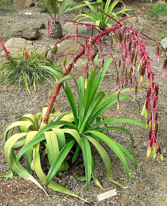 Beschorneria Albiflora White Flowered Beschorneria 5 Seeds New Fresh US ... - $35.58