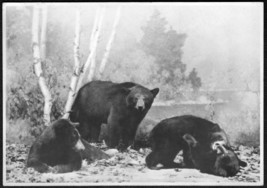 Bear Exhibit at Maine Mill Museum - Vintage 5x7 B&amp;W Photograph - £13.68 GBP