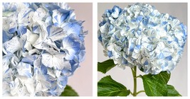 50 Seeds Hydrangea macrophylla &quot;blue meteor shower&quot;  - £28.02 GBP