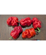 Dragon&#39;s Toe Pepper Seeds – Asian Wrinkled Hot Chili – Capsicum annuum - $66.70 MXN+
