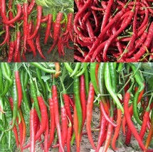 500 Pcs Giant Spices Red Spicy Chili Pepper Seeds Vegetable Plant Beautiful Gard - £18.41 GBP