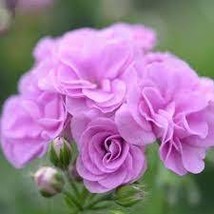 Geranium Fully Light Purple Chinese Rose-typed Compact Bonsai Flowers, 1... - $9.36