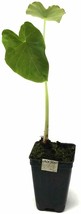 Live Plant Jack&#39;s Giant Elephant Ear - Colocasia esculenta - Garden - Houseplant - £35.38 GBP