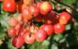 25+ Red Sentinel Crabapple Seeds - £6.95 GBP