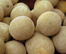 FA Store Honey Rock Cantaloupe Seeds 50+ Melon Fruit Seller Non-Gmo - £6.67 GBP