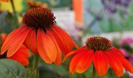 Echinacea Sombrero Series Orange Coneflower Seeds Fresh Usa Seeds - $16.96