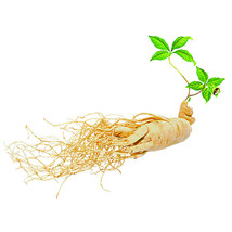 “ 10 PCS Chinese/korean Panax Ginseng Seeds Asian Fresh for Planting Nutrition G - £8.95 GBP