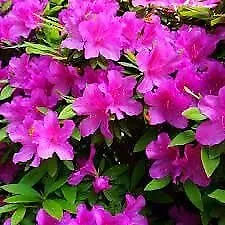 Azalea Purple Formosa Extra Large 3 Gallon Plants Vibrant &amp; Lush Large - $95.17