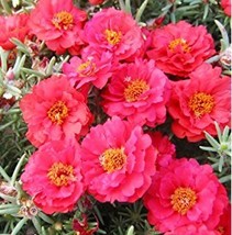 100 seeds - Portulaca Moss Rose Double Pink - Easy Grow - £8.12 GBP