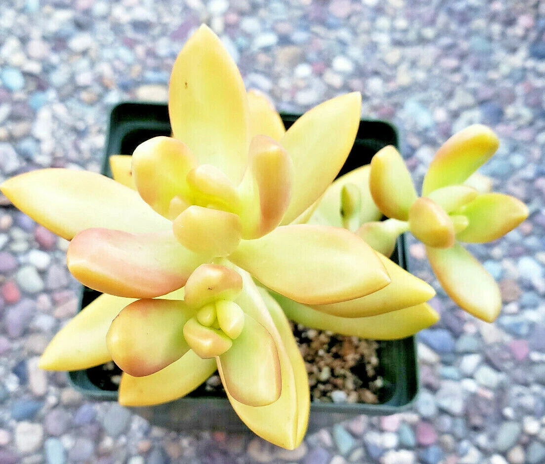 2 X SEDUM ADOLPHII &quot;GOLDEN GLOW&quot; - GOLDEN SEDUM - 2&quot; DIAMETER ROOTED PLANTS - $24.99