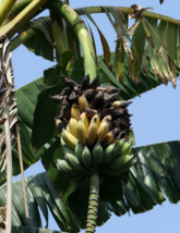 10 Pc Seeds Dwarf Cavendish Banana Plant, Musa acuminata Seeds for Planting | RK - £14.91 GBP
