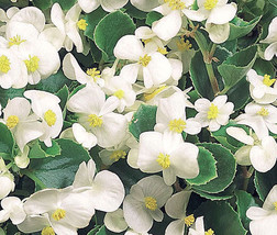 Begonia Wax White Begonia Semperflorens 500 Bulk Seeds Garden Beautiful USA Sell - £36.98 GBP