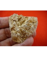 (k-3419) 20 g Rare Kauri tree Gum copal young Amber New Zealand Tane Mahuta - $23.98 CAD