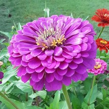 100 Giant Zinnia Royal Purple Flower Seeds Fresh Seeds From US - $13.98