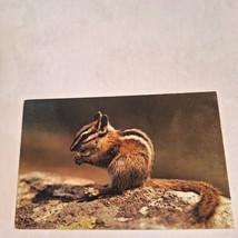 Postcard The Chipmunk Sitting Eating Nut Chrome Unposted - $6.92