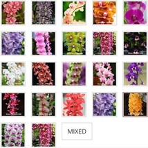 US- 20Pcs Mixed Colors Phalaenopsis Seeds Bonsai Balcony Flower Orchid Seeds - £6.31 GBP