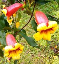 Live Plants Tangerine Beauty Bignonia Capreolata Cross Vine Yellow Orange Flower - £56.09 GBP