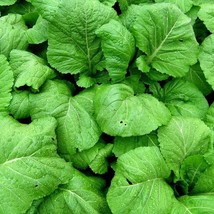 250 Florida Broadleaf Mustard, NON-GMO, Garden Growing Vegetable Seeds - £14.19 GBP