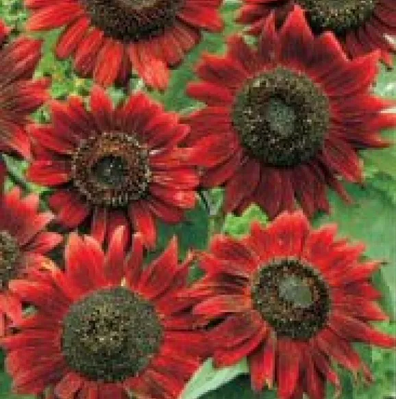 TISSS Velvet Queen Sunflower 20 Fresh Seeds USA Seller - £7.10 GBP