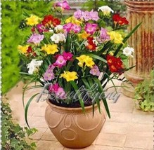 US Seller Freesia Seeds Mixed New Fresh Seeds - $11.78