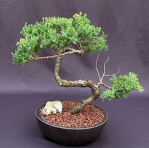Juniper Bonsai Tree - Trained in Jin Style  (juniper procumbens nana)  - £253.17 GBP