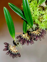 Cirrhopetalum / Bulbophyllum Retusum Small Orchid Potted - £41.69 GBP