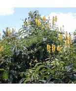 5 Cassia Didymobotrya Popcorn Senna Yellow Flowers Seeds For Planting   - $26.55 CAD