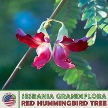 Grow In US 20 Red Hummingbird Tree Seeds Sesbania Grandiflora Vegetable Tree - £10.37 GBP