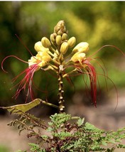 HSeeds Yellow Bird Of Paradise, Erythrostemon Gilliesii - 10 Seeds 2024 - Usa - £8.16 GBP