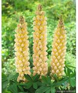 25 Cashmere Cream Lupine Seeds - $11.95 CAD