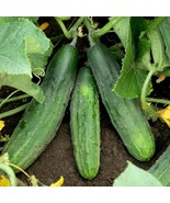 Spacemaster 80 Cucumber Bush Type Small S Container Planting Easy To Gro... - $241.10 MXN