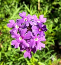 Verbena Purple Moss Groundcover Perennial Fall Planting Dwarf Non Gmo 1000 Seeds - £6.72 GBP