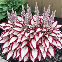 Hosta seeds. The Enchanting Hosta . Giant Variegated Red and White Hosta - $4.99