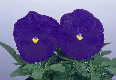 Pansy Majestic Giant II Purple-Clear 250 seeds - £26.29 GBP