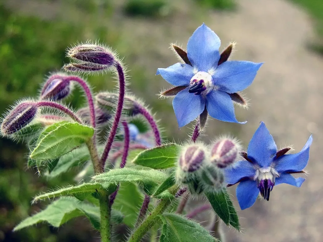 Best Borage 30 Seeds, Starflower, Tailwort, NON-GMO - £2.24 GBP