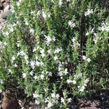 Winter Savory ( Satureja Montana) 100 Seeds - £8.65 GBP