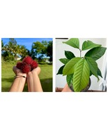 Live Plant Rambutan Fruit tree Seedlings 12”-24” - £43.07 GBP