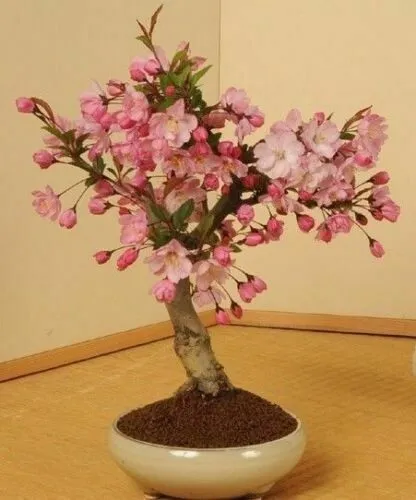 Fresh Japanese Cherry Blossom Seeds - Prunus Serrulata - Sakura Tree 10 ... - £8.77 GBP