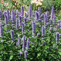 Korean Mint Agastache Rugosa 25 Seeds From US  - $8.35