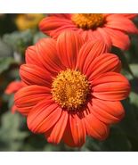 Hot 50 of Mexican Sunflower Seeds - Orange, Tithonia, Attract Butterflies - £6.20 GBP