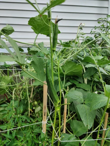 40+ Cow Horn Okra Seeds Non Gmo Gumbo Gombo Bendi Fresh Seeds - £5.13 GBP