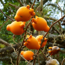 Solanum mammosum, Cow&#39;s Udder, Nipple Fruit, Apple of Sodom, 20 Seeds D - £18.48 GBP