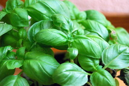 1000 Genovese Basil Seeds Ocimum Basilicum Herb Non-Gmo From US - £6.73 GBP