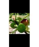 2pcs Strawberry Ventura Fig Cuttings Propagation - $14.85